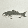 JFlly